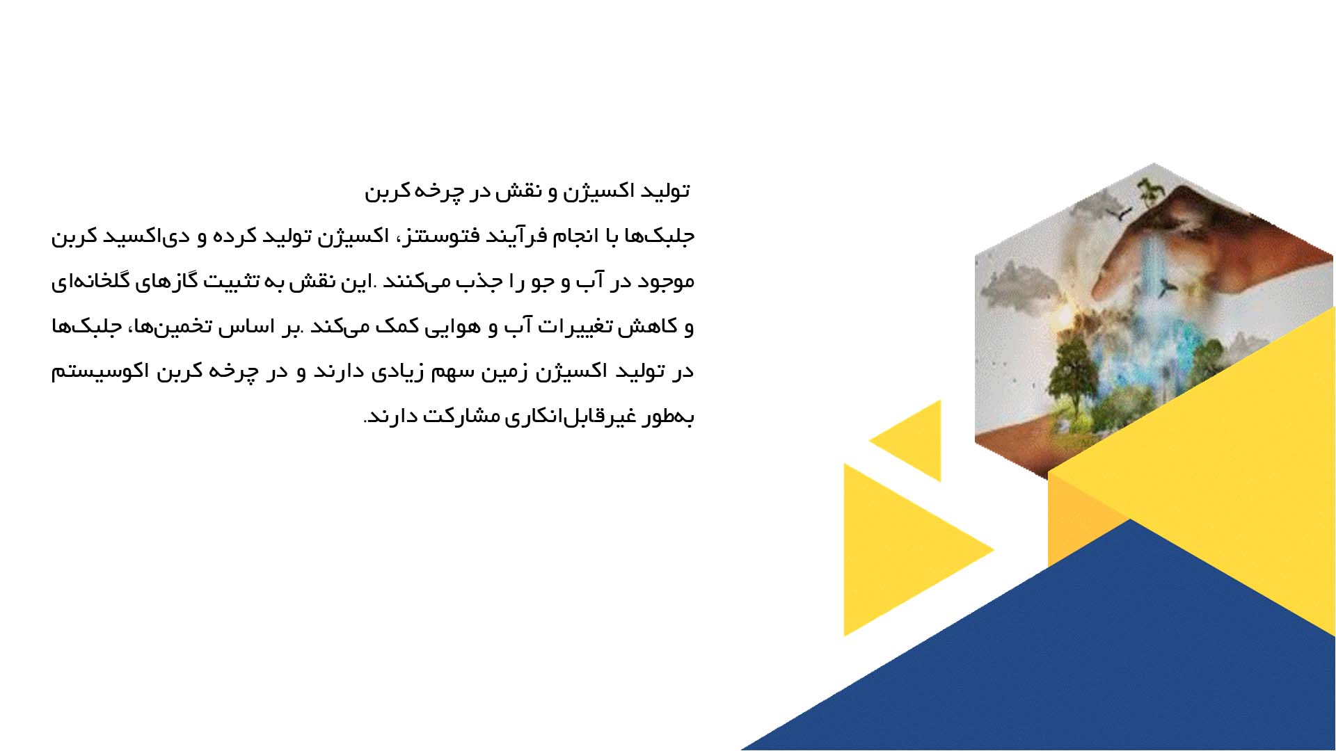 پاورپوینت در مورد جلبک‌ها و نقش آن‌ها در محیط زیست